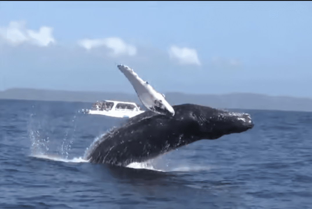 Baleines